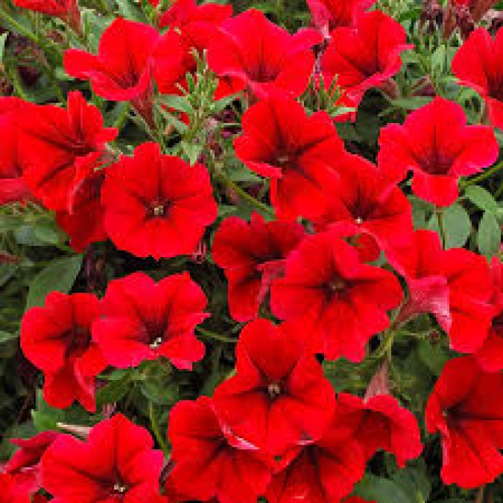 surfnia deep red8